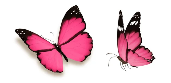 Kupu-kupu warna, diisolasi pada latar belakang putih Stok Lukisan  
