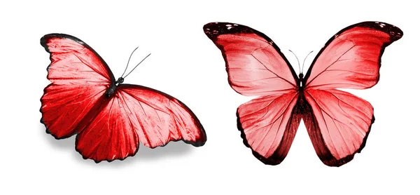 Kupu-kupu warna, diisolasi pada latar belakang putih Stok Gambar