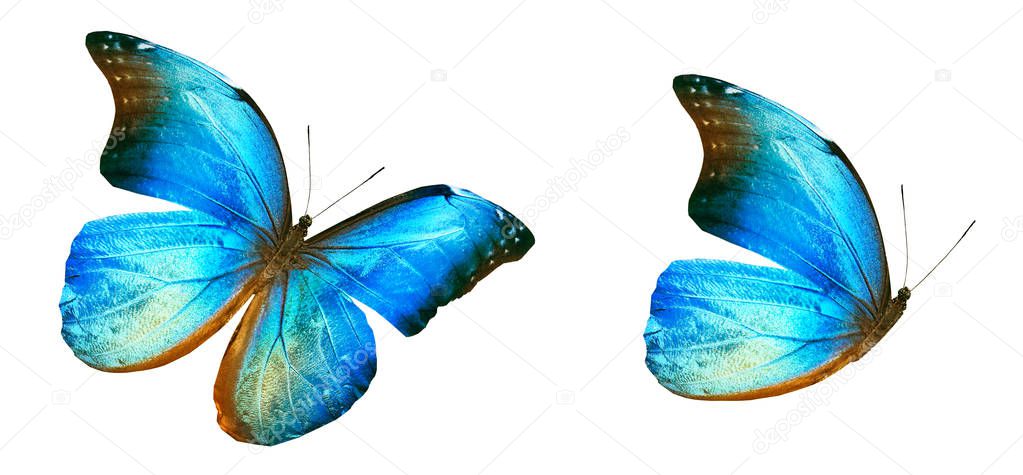 Color butterflies , isolated on white background