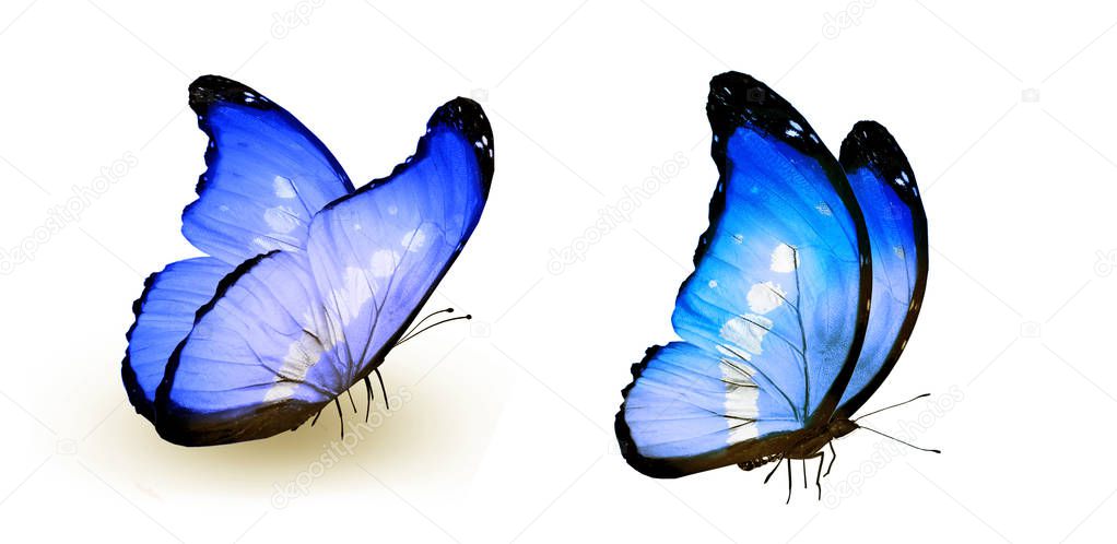 Color butterflies , isolated on white background