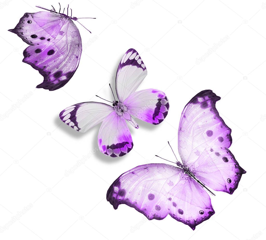 Color butterflies , isolated on white background