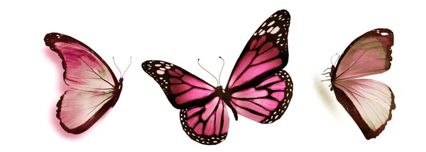 Mariposas de color, aisladas sobre fondo blanco —  Fotos de Stock