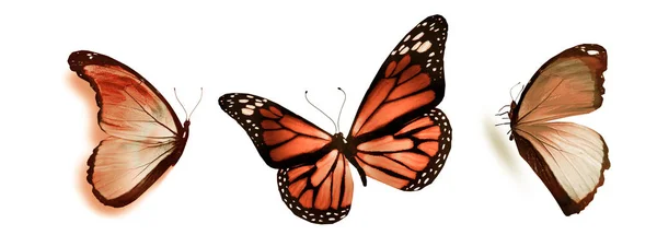 Färg fjärilar, isolerad på vit bakgrund — Stockfoto