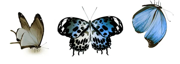 Kleur vlinders, geïsoleerd op witte achtergrond — Stockfoto