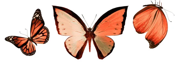 Barevné motýly, izolované na bílém pozadí — Stock fotografie