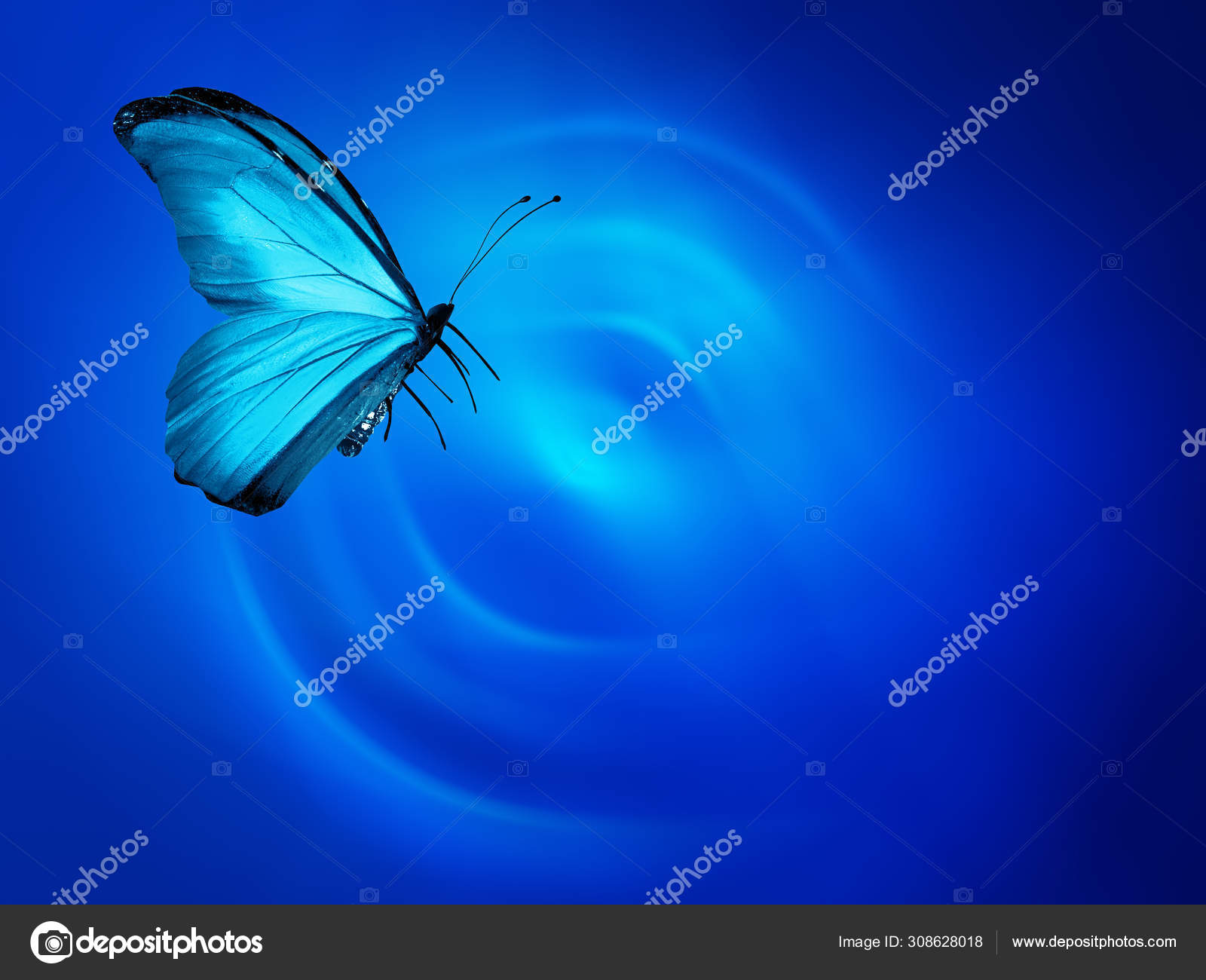 Blue Butterfly Sky Blue Background Stock Photo by ©sun_tiger 308628018