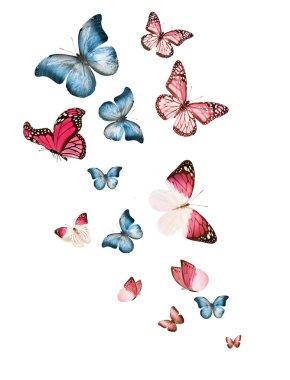 Uçan kelebek sürüsü beyazlar üzerinde izole edilmiş.