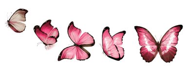 Beyaz arka planda izole edilmiş renkli kelebekler.