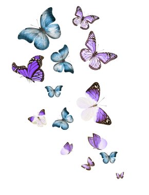 Uçan kelebek sürüsü beyazlar üzerinde izole edilmiş.