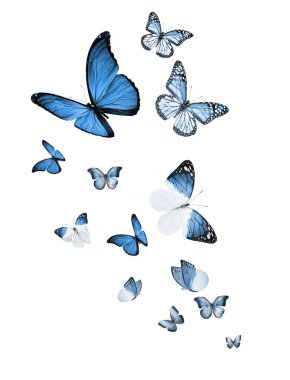 Uçan kelebek sürüsü beyazlar üzerinde izole edilmiş.