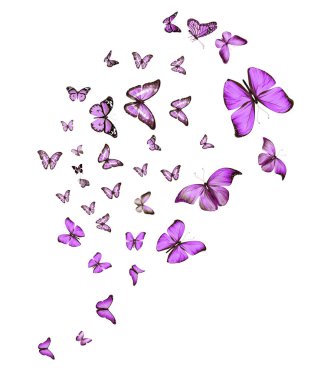 Uçan kelebek sürüsü beyazlar üzerinde izole edilmiş.