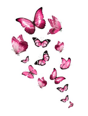 Uçan kelebek sürüsü beyazlar üzerinde izole edilmiş.