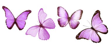 Beyaz arka planda izole edilmiş renkli kelebekler.