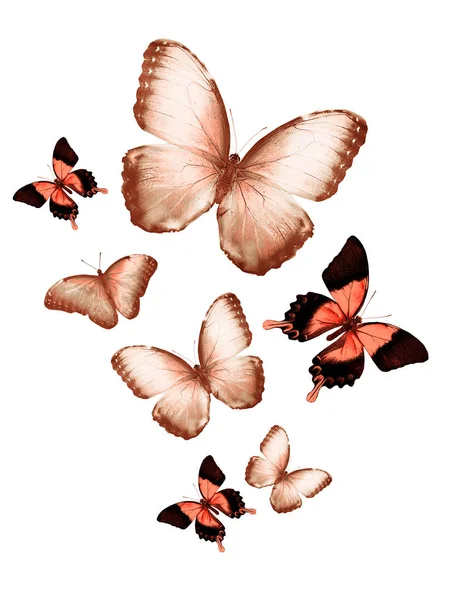 Stado Motyli Odizolowanych Biało — Zdjęcie stockowe