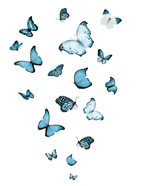 Flock of flying butterflies isolated on white