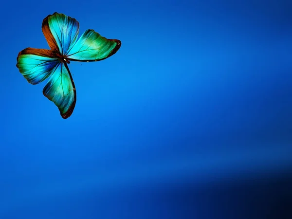 Borboleta Azul Céu Fundo Azul — Fotografia de Stock