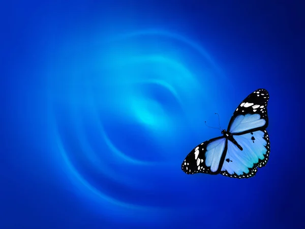Blue butterfly on sky blue background
