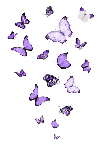 Vliegende Vlinders Geïsoleerd Wit — Stockfoto