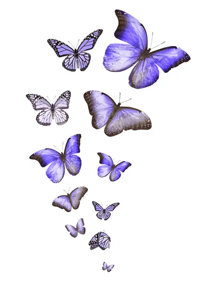 Σμήνη Ιπτάμενων Πεταλούδων Που Απομονώνονται Λευκό — Φωτογραφία Αρχείου