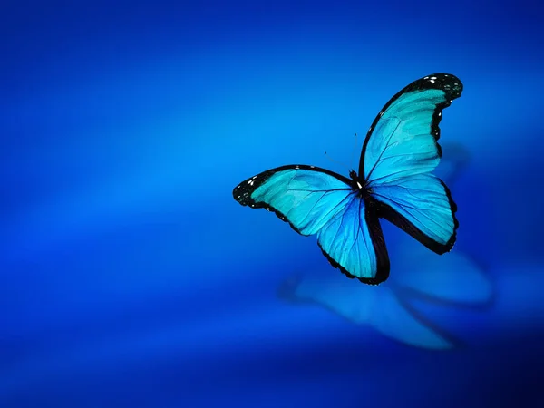 Mariposa Azul Sobre Fondo Azul Cielo — Foto de Stock