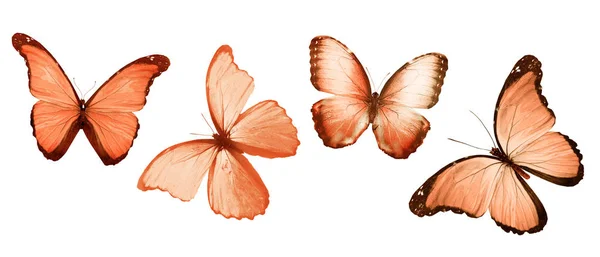 Beyaz Arka Planda Izole Edilmiş Renkli Kelebekler — Stok fotoğraf