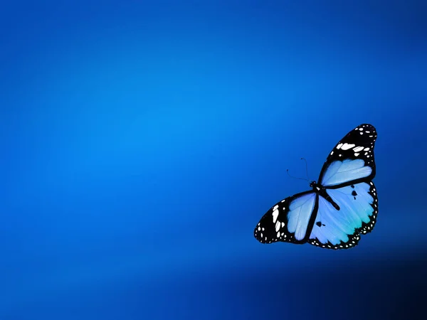 Blue Butterfly Sky Blue Background — Stock Photo, Image