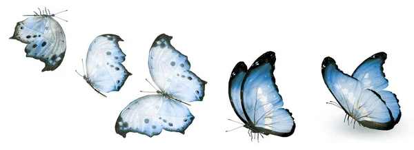 Color Butterflies Isolated White Background — Stock Photo, Image