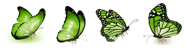 Color Butterflies Isolated White Background — Stock Photo, Image