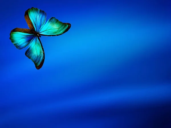 Mariposa Azul Sobre Fondo Azul Cielo — Foto de Stock