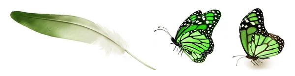 Цвет Бабочек Перьев Изолированных Белом Фоне — стоковое фото