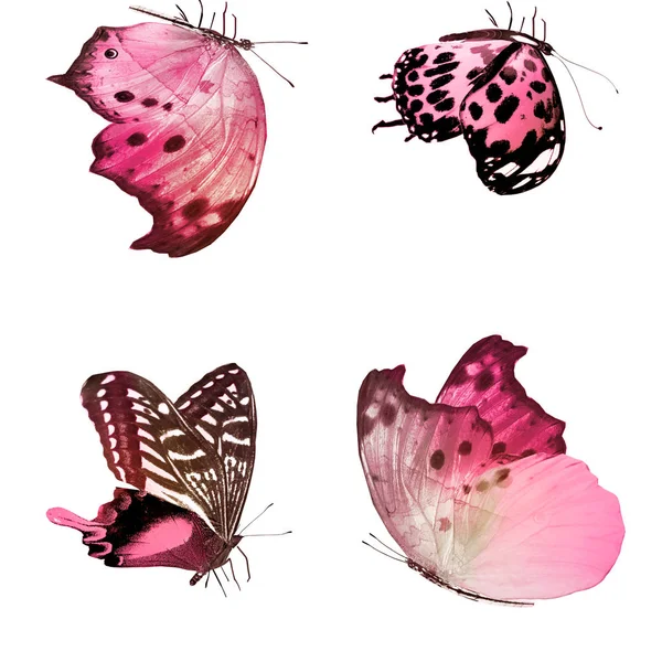 Кольорові Метелики Ізольовані Білому Тлі — стокове фото