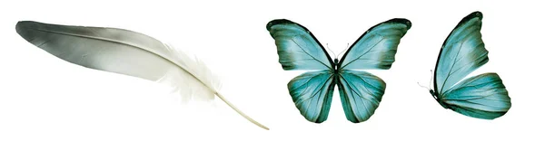Színes Pillangók Toll Elszigetelt Fehér Háttér — Stock Fotó