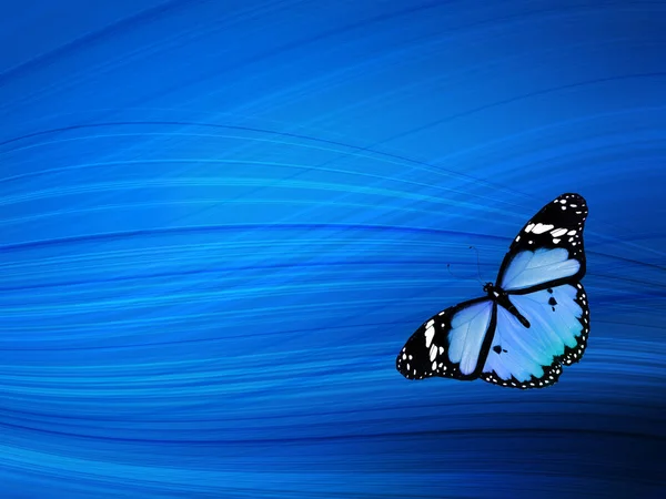 Blue Butterfly Sky Blue Background — Stock Photo, Image