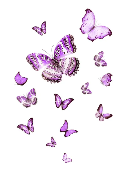 Flock Flygande Fjärilar Isolerade Vit — Stockfoto
