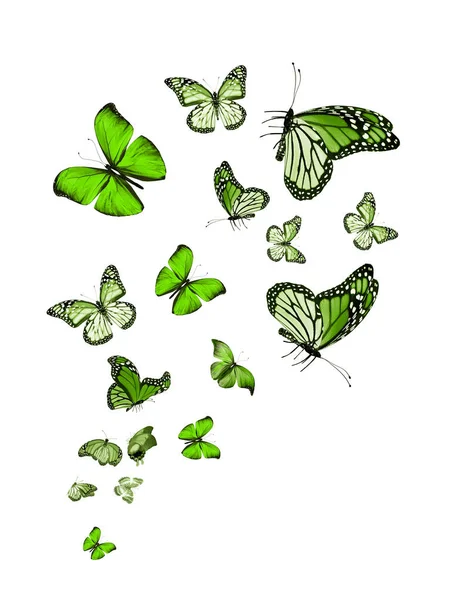 Flock Flying Butterflies Isolated White — Stock Photo, Image