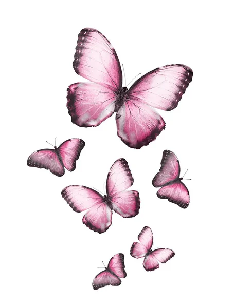 Bloque de mariposas voladoras aisladas en: ilustración de stock 1645504351