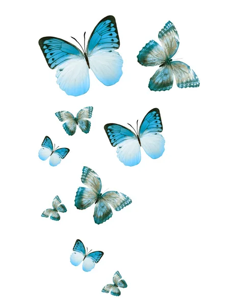 Manada Mariposas Voladoras Aisladas Blanco — Foto de Stock