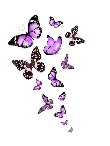 Зграя Літаючих Метеликів Ізольована Білому — стокове фото
