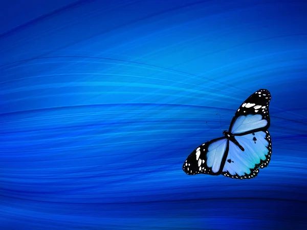 Blue Butterfly Sky Blue Background — Stock Photo, Image