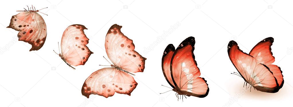 Color butterflies , isolated on white background