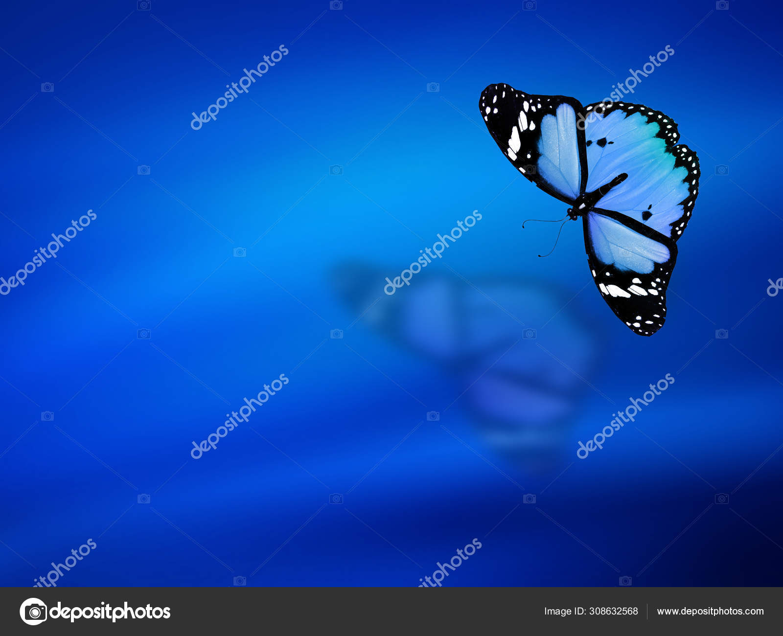 Blue Butterfly Sky Blue Background Stock Photo by ©sun_tiger 308632568