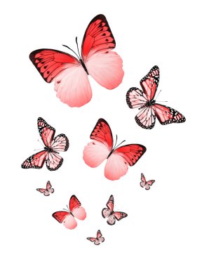 Uçan kelebek sürüsü beyazlar üzerinde izole edilmiş.