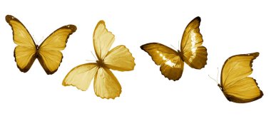 Beyaz arka planda izole edilmiş renkli kelebekler.