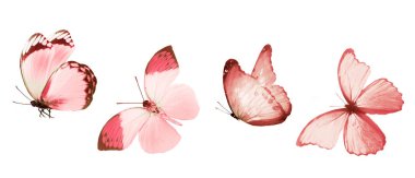 Beyaz arka planda izole edilmiş renkli kelebekler.