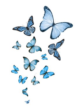 Uçan kelebek sürüsü beyazlar üzerinde izole edilmiş.