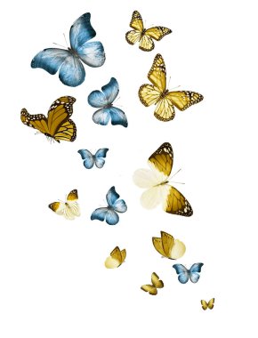 Uçan kelebek sürüsü beyazlar üzerinde izole edilmiş.