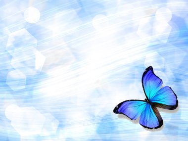 Mavi arka planda mavi kelebek
