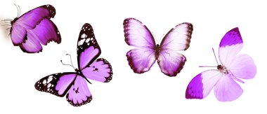 Beyaz arka planda izole edilmiş renkli kelebekler.