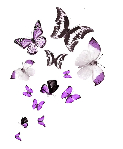 Schwarm Fliegender Schmetterlinge Isoliert Auf Weißem Grund — Stockfoto