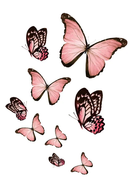 Manada Mariposas Voladoras Aisladas Blanco —  Fotos de Stock
